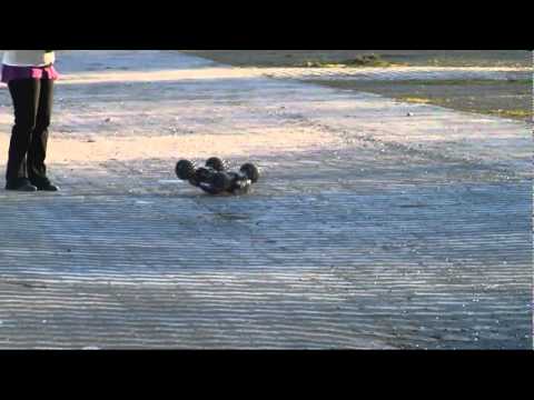 Angelschock  Vs. Basti1845 E-Maxx´s