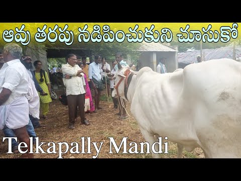 ఆవు తరపు నడిపించుకుని చూసుకో-avu videos telugu-avu tarupu price-avu vaccindi-cow infobells-cows-cow