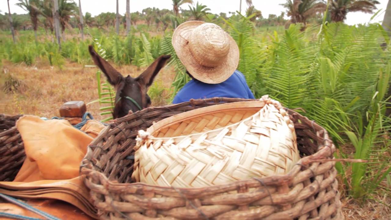 BABAÇU - FLORESTA DE VIDA
