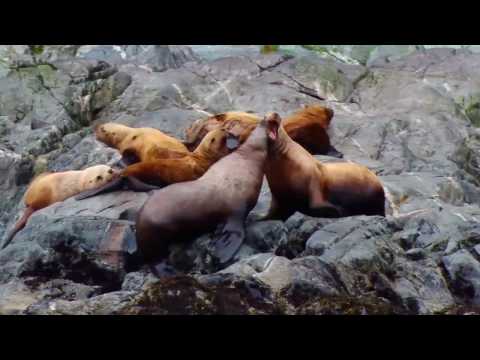 Nat Geo Expeditions | Alaska, British Columbia and Haida Gwaii