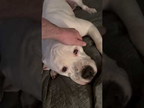 Milo Bear - Pending Adoption, an adoptable American Bulldog in Nashville, TN_image-1