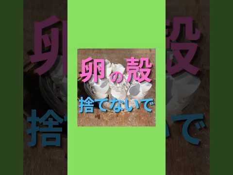 卵の殻は2022年の良い堆肥になる