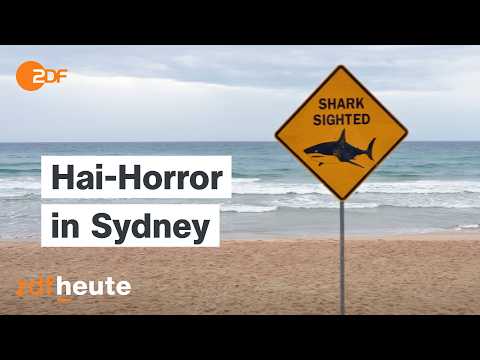 Haiattacken in Australien: So will das Land Surfer schützen | auslandsjournal