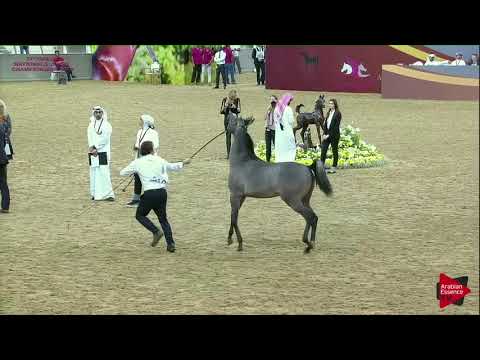 N 210 EFREEN AL SHAQAB   21st Qatar National 2018   Yearling Colts Class 6B