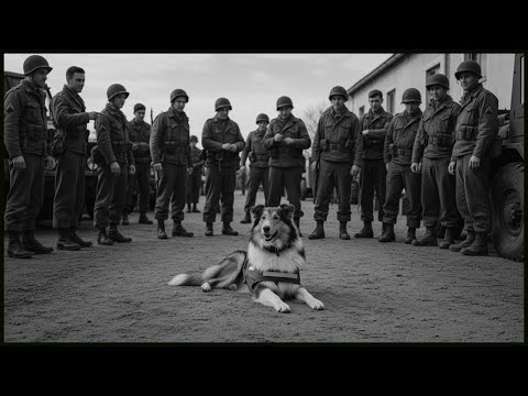 How One Collie Dog’s "IMPOSSIBLE" Scent Work Detected an Ambush 5 Miles Away