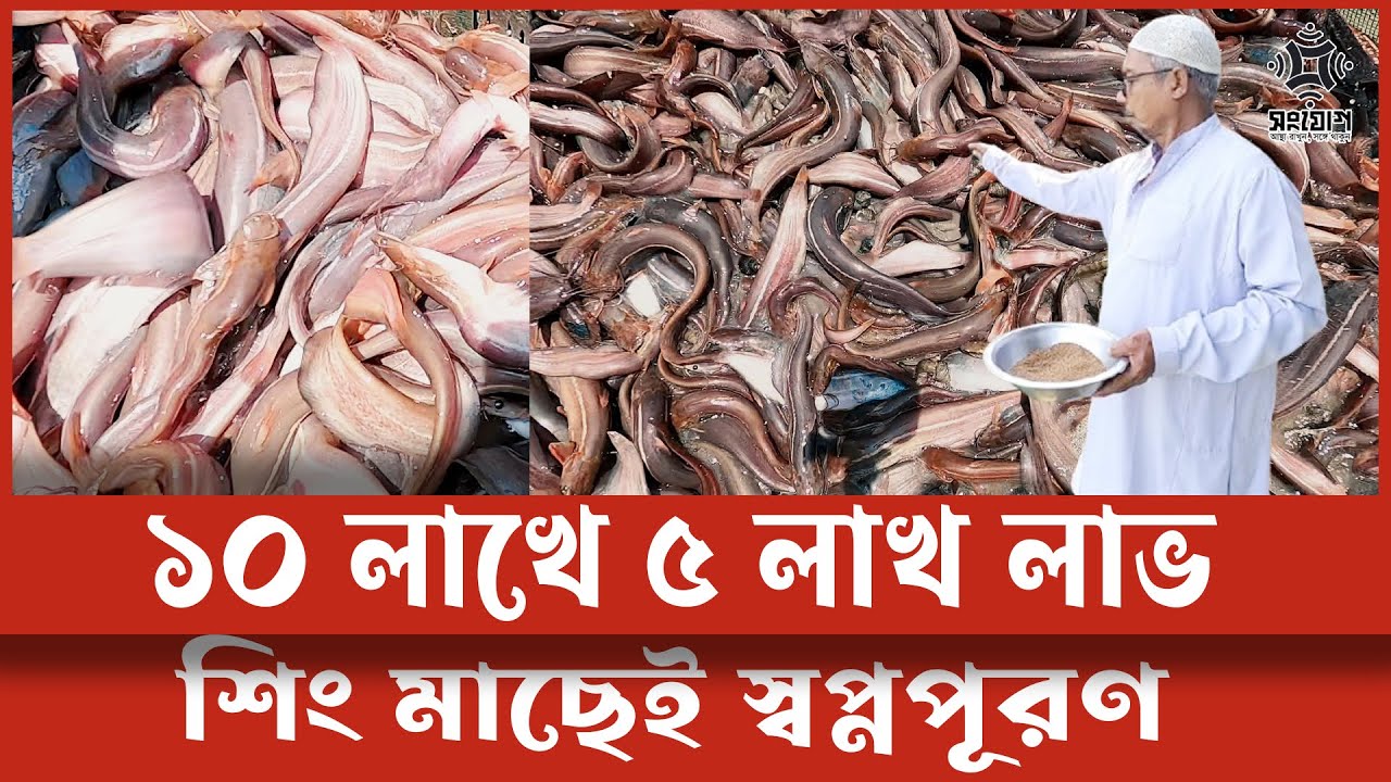 শিং মাছ চাষের জাদু!
