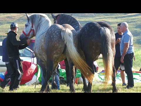 Târg expozițional de cai Ceanu Mare - Cluj 15 Iulie 2023 ep.2