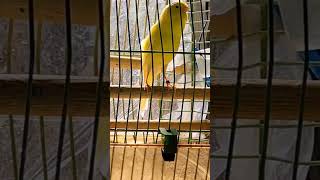 Download lagu Sultan Waterslanger Canary #singingbird #waterslanger canary mp3 Download lagu Sultan Waterslanger Canary #singingbird #waterslanger canary mp3