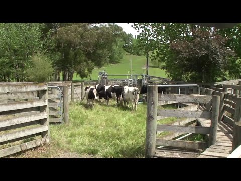 New Zealand poplar farm milling - a summary