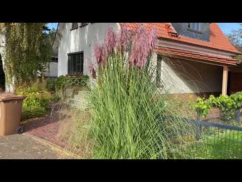 Pampasgras … rosafarben