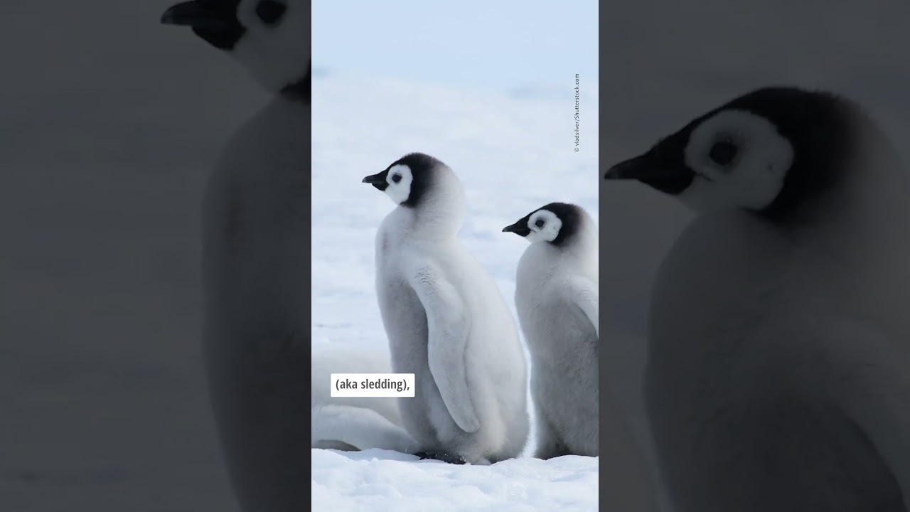 #Winter tips from #wildlife