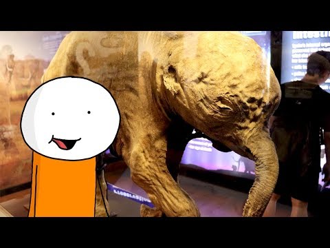 Elephants DIDN'T Evolve From Mammoths