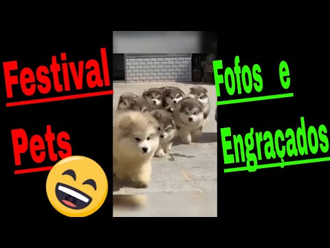 Festival de Cães e Gatos que Fofos e Engraçados !