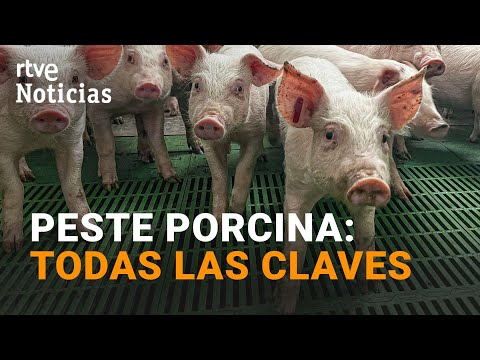 Pesta porcina africana: com afectarà l'economia espanyola i el sector porcí?