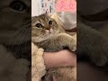 The Happiness Of Raising A Chubby Cat