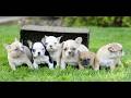 French Bulldog dogs for sale: Renee  - Video 1