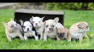 Video preview image #1 French Bulldog Puppy For Sale in RONKS, PA, USA