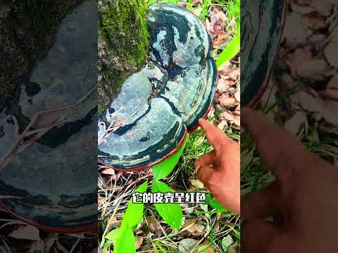 红缘拟层孔菌 酷似灵芝的药用真菌#上个热门吧 #创作者中心 #创作灵感 #野生菌 #灵芝