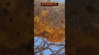 Download lagu The Complex Nests of Weaver Birds | The Wild Animal Facts mp3 Download lagu The Complex Nests of Weaver Birds | The Wild Animal Facts mp3