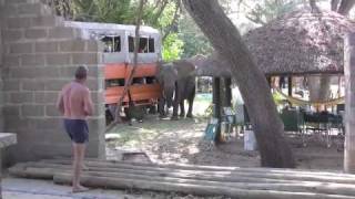preview picture of video '2008 ZAMBIA Gli elefanti a pranzo.m4v'