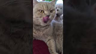 😻 Ultimate ASMR Cat Treat Feeding: Watch Her Lick Every Last Bit! 🐱🍬