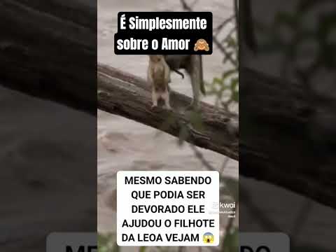Mundo animal: lições de amor que transformam vidas