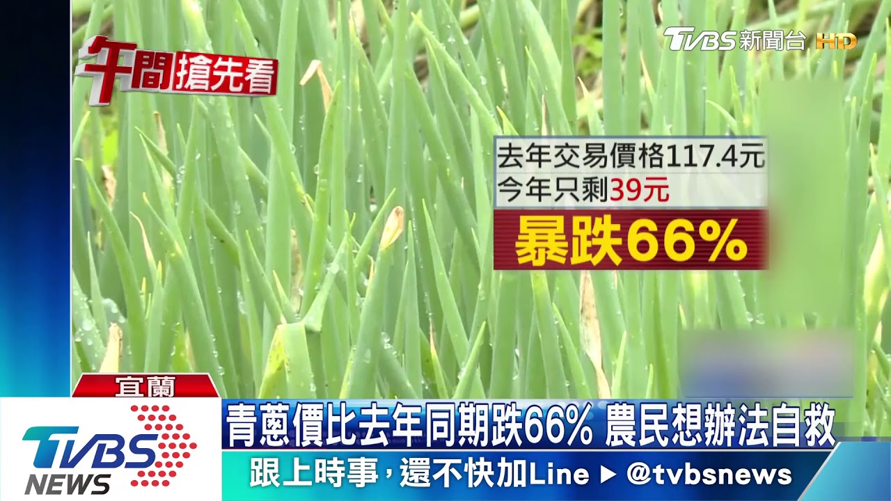 豐收青蔥價格跌 開放民眾自採降低成本