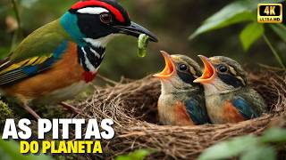 Pittas — As Aves Fantasma das Florestas Antigas e Manguezais | Documentário Completo