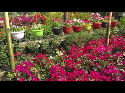 I Love Flowers, 😍🌸Tulika nursery,Udalguri