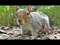 Entertainment Videos For Cats and Dogs To Watch - Squirrel and Bird Fun Entertainment Videos For Cats and Dogs To Watch - Squirrel and Bird Fun