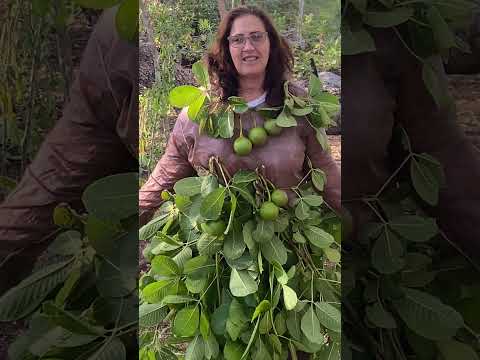 Safra do pequi aqui na chácara São Miguel Arcanjo#Tocantins