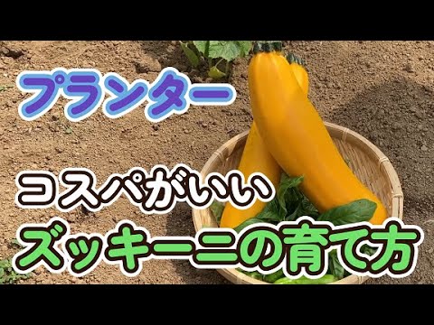 ズッキーニの植え付け:いつ、どのように行うか 庭の練習