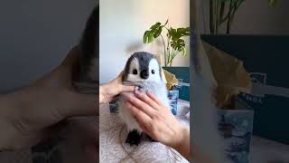 Immersive unboxing of a handmade penguin plush! Want one #cute #plushies#plushtoys #gift #penguin