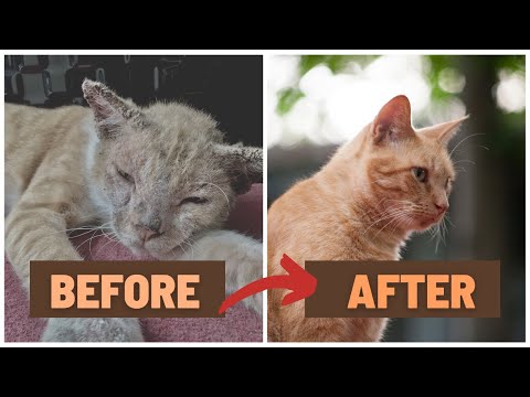 Treatment of skin infection in cat | Remedies for mange in kittens | Aliyan Vets guide