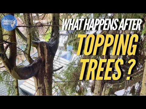 IS TOPPING TREES BAD?