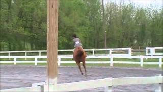 Gaerda at St  Christopher's 2012 Low Hunter 2nd trip