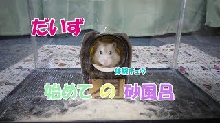 ジャンガリアンハムスターだいず(1F)始めての砂風呂