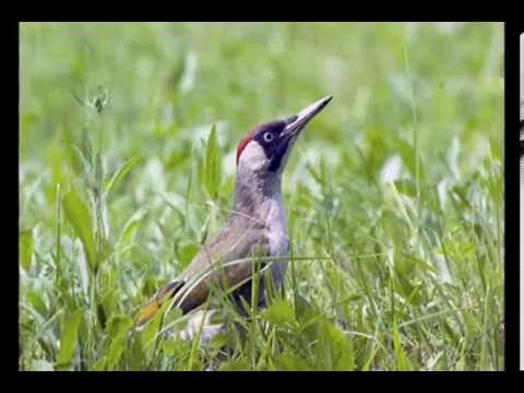Weasel Rides Woodpecker in Viral Photo—But Is It Real