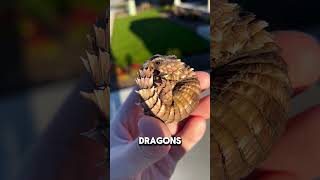 Download lagu PRIA INI menemukan BAYI NAGA di KEHIDUPAN NYATA! 🐉😍 mp3 Download lagu PRIA INI menemukan BAYI NAGA di KEHIDUPAN NYATA! 🐉😍 mp3