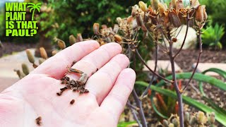 How to COLLECT ALOE SEEDS / Coral Aloe / Weird Yellow Juice