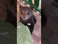 When Bear Went Home With Someone Animals Warm Pet Shortvideo Bear Shortvideo Shorts