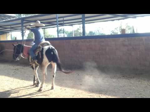 Piales  en  el  lienzo  corona