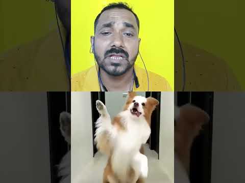 dance #song #dog #doglover #dance #puppy #cute #funny