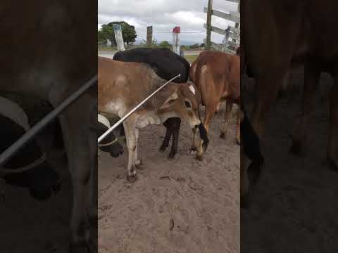 Gado com raça à venda em Jurema-PE