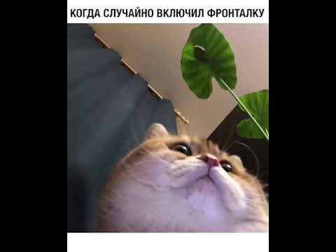 Кот приколист