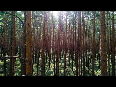 Hohe Waldbrandgefahr in Brandenburg