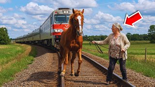 Horse Trapped on Tracks is Rescued by Elderly Woman – The Reason It Was There Will Shock You!