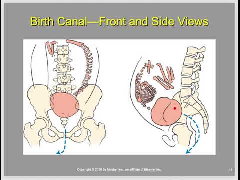 Pelvis & Femur Anatomy 1