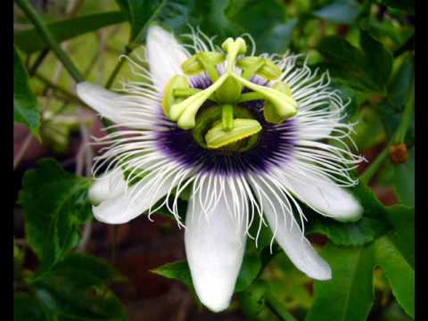 Hićo Band - Doviđenja