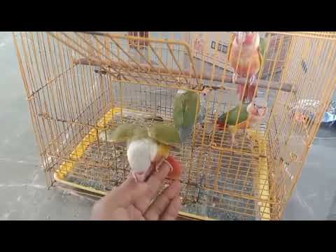pineapple conure, self feeding chicks ,teamed, for available call:9500340849